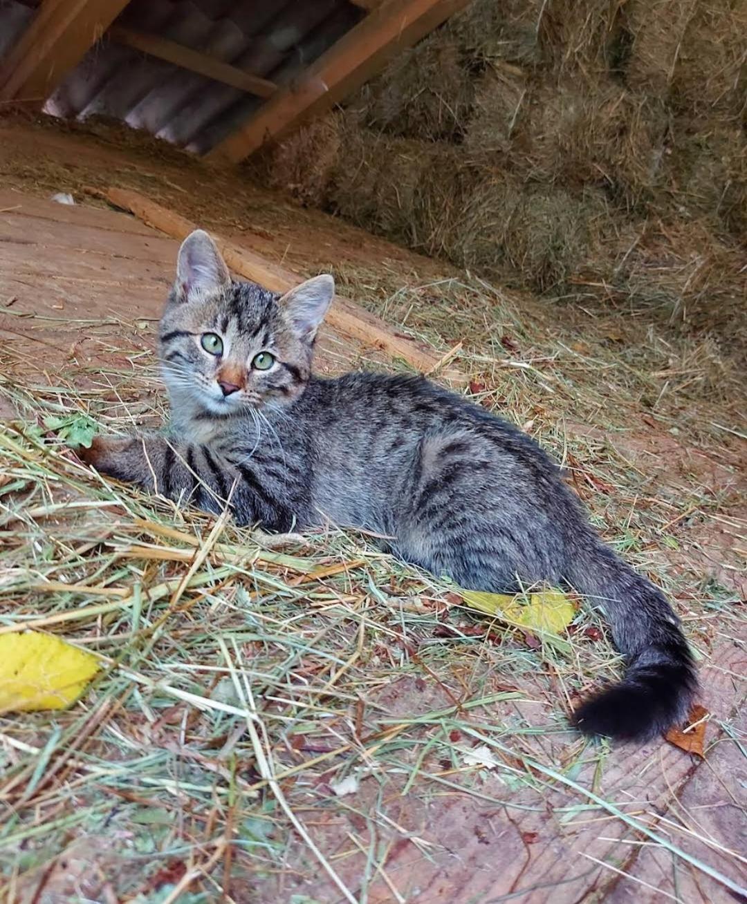 Mala Farma Nani Villa Visoko Luaran gambar