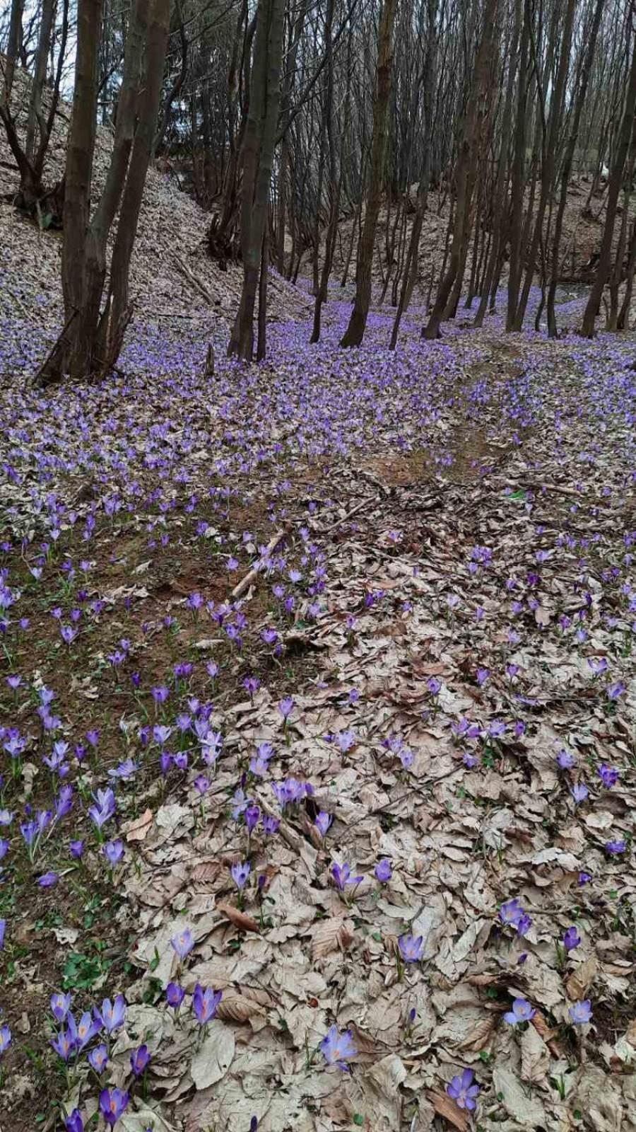 Mala Farma Nani Villa Visoko Luaran gambar